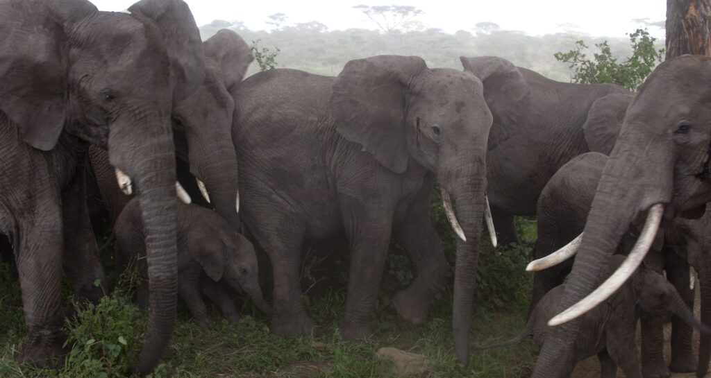 Elephants at the Serengeti National Park, Tanzania, Africa